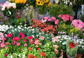 Foto Bloemenactie Someren-Heide