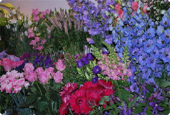 Foto Bloemenactie Someren-Heide